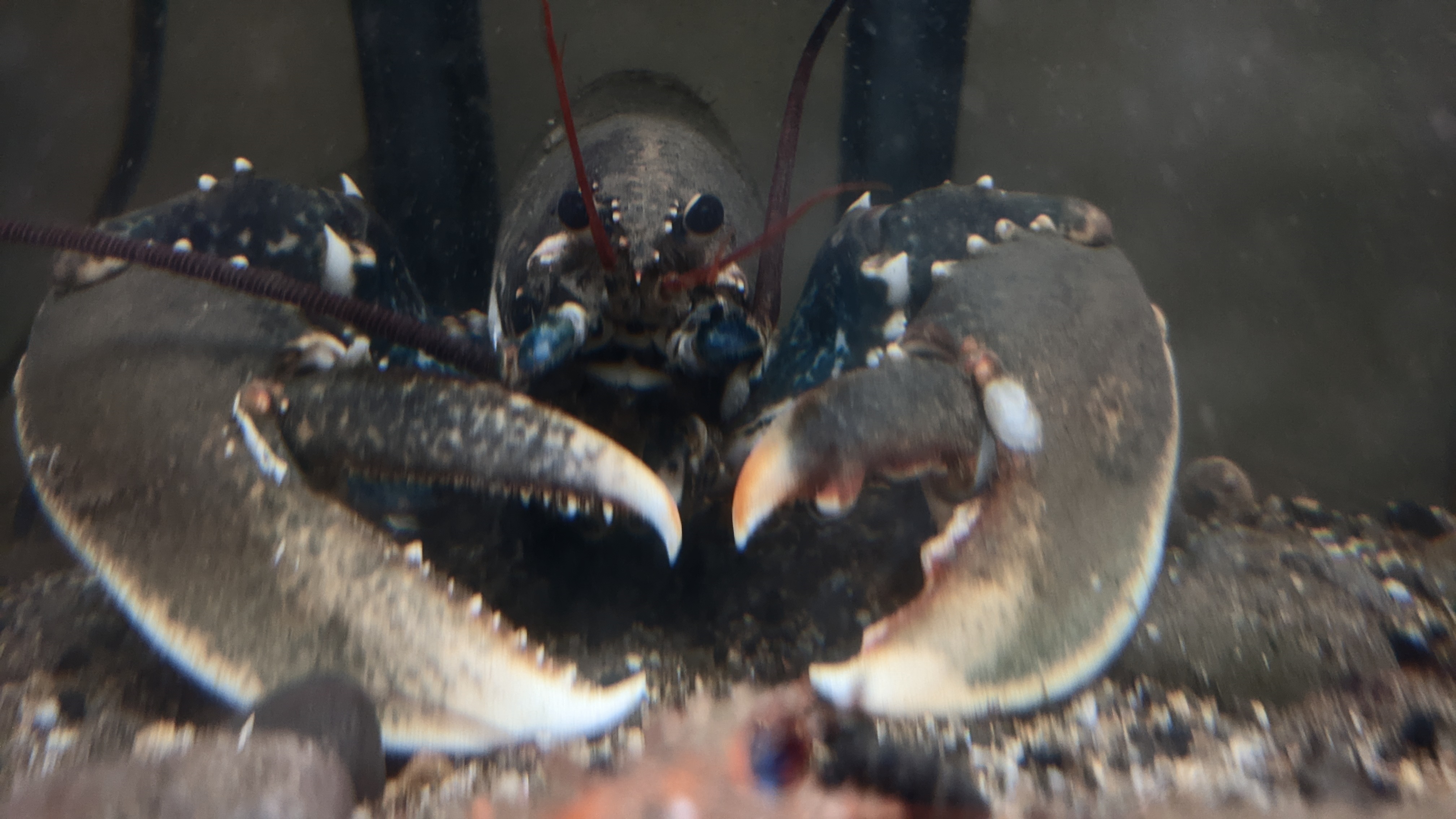 Whitby Lobster Hatchery / Year One Report
